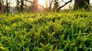 scopri il trattamento al ferro facile e veloce per eliminare il muschio dal prato e ottenere un manto erboso verde intenso durante tutto l'inverno.